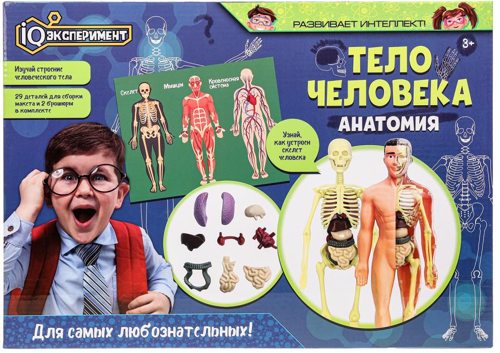 Набор для опытов «Тело человека. Анатомия» | IQ Эксперимент