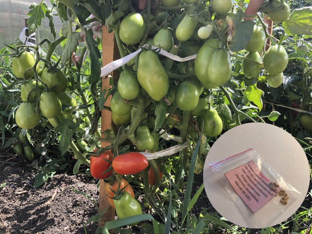 Коллекционные семена томата «Грушовка»