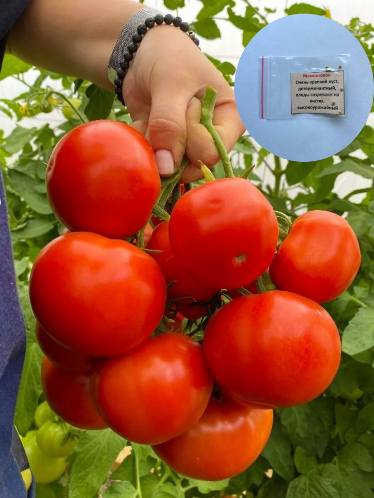 Коллекционные семена томата «Мамонтенок»