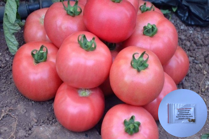 Коллекционные семена томата «Малиновка яблочная»