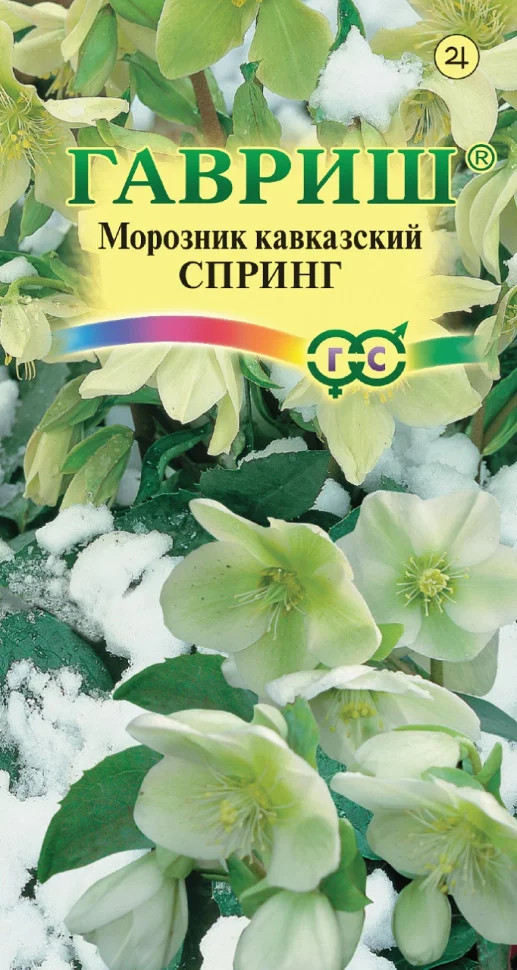 Морозник кавказский «Спринг» | Гавриш