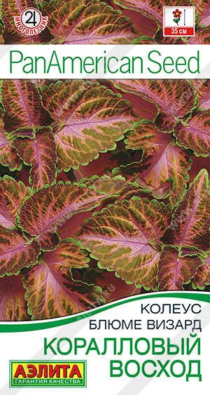 Колеус блюме «Коралловый восход» | PanAmerican Seed | Аэлита