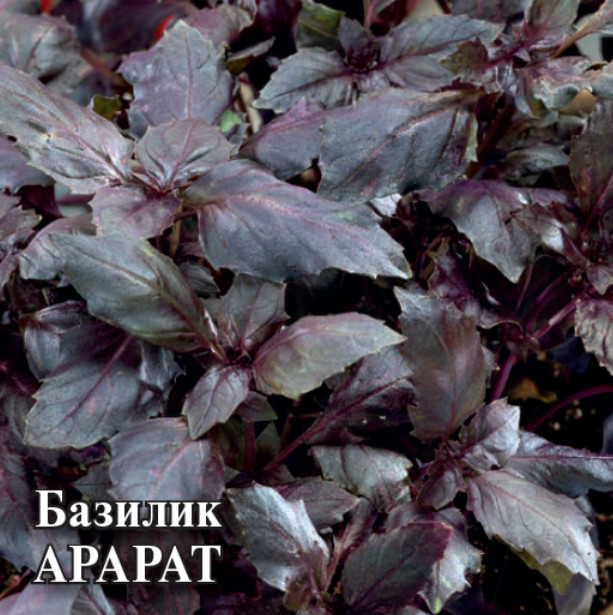 Базилик «Арарат» | Фермерское подворье | Гавриш