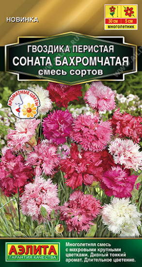 Гвоздика, смесь сортов «Соната бахромчатая»