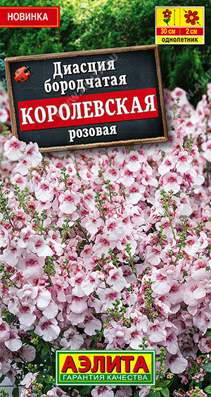 Диасция «Королевская розовая» | Аэлита