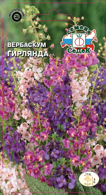 Вербаскум «Гирлянда» | СеДеК