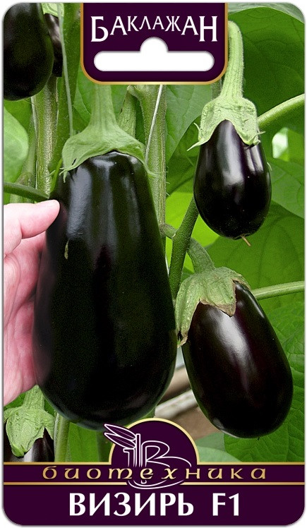 Баклажан «Визирь F1» | Биотехника