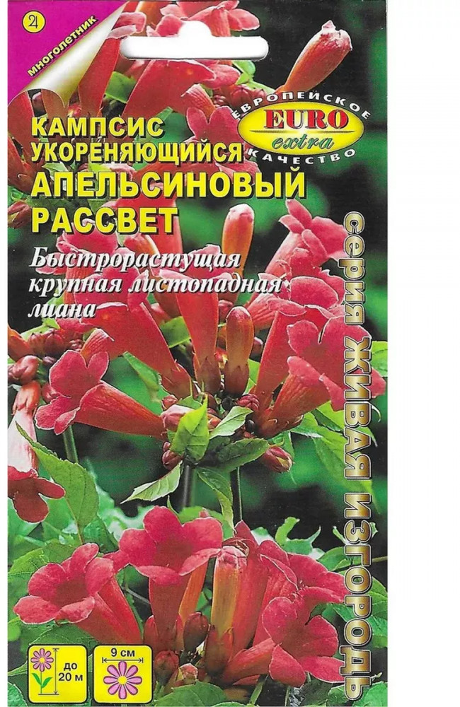 Лиана листопадная «Кампсис укореняющийся «Апельсиновый рассвет» | Живая изгородь | Аэлита