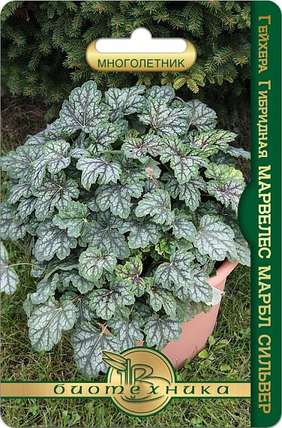 Семена гейхер гибрид «Марвелес Марбл сильвер» | Биотехника