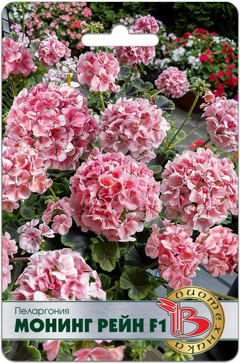 Семена цветов «Пеларгония Монинг Рейн F1» | Биотехника