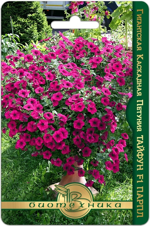 Семена петунии «Тайфун F1 Парпл» | Биотехника