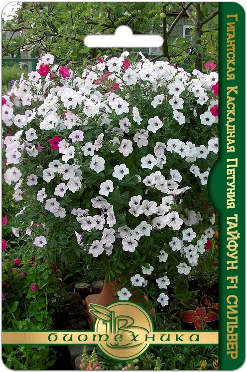 Семена петунии «Тайфун F1 Сильвер» | Биотехника