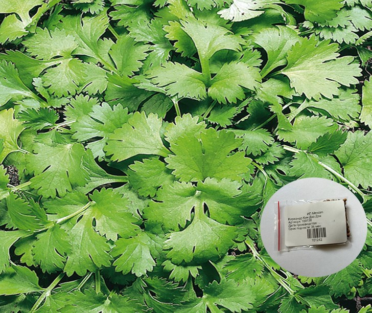 Семена кориандра «Кин Дза Дза»