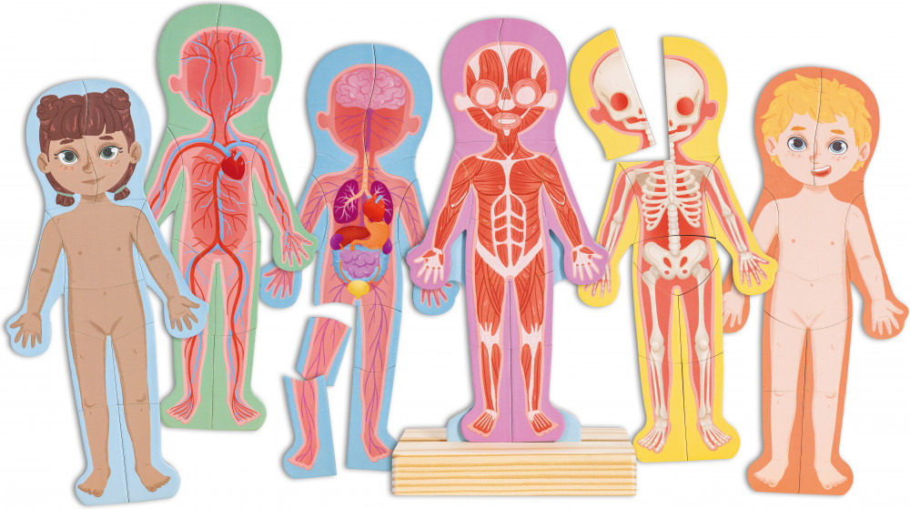 Магнитный пазл для детей «Строение тела человека» | Умняша | Hape
