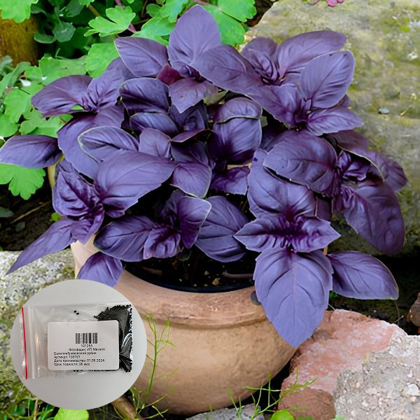 Семена базилика «Ереванский рубин»