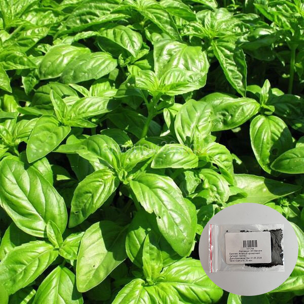 Семена базилика «Зеленый ароматный»