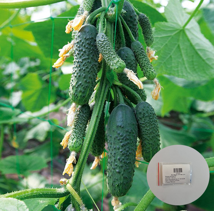 Семена огурца «Шторм F1»