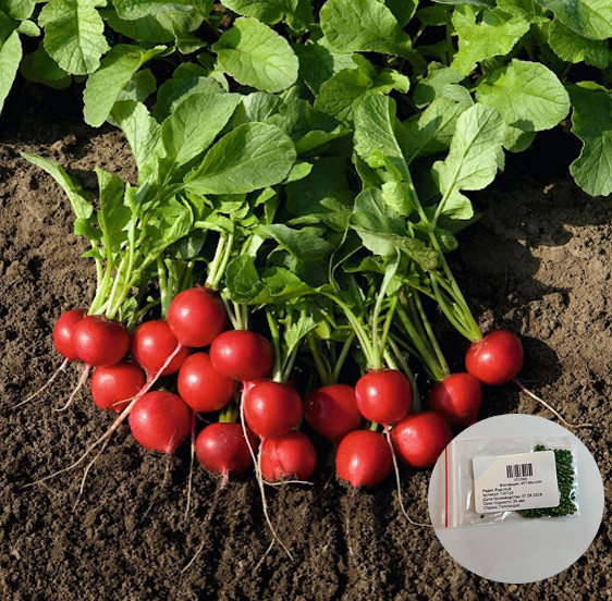 Семена редиса «Рудольф»