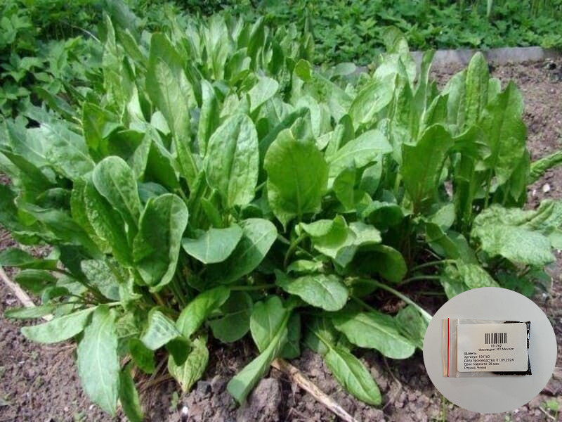 Семена щавеля «Соррел»