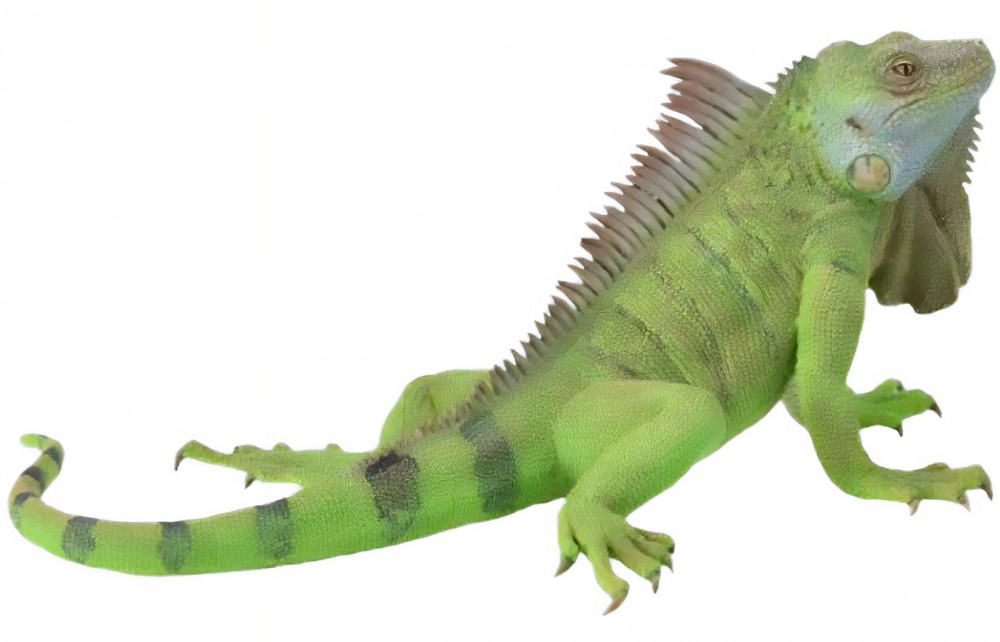Фигурка «Игуана» | Collecta