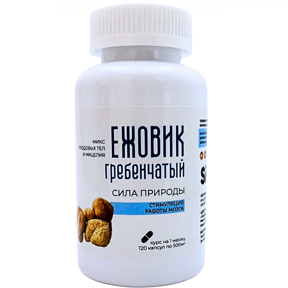 Ежовик классический | Sibir