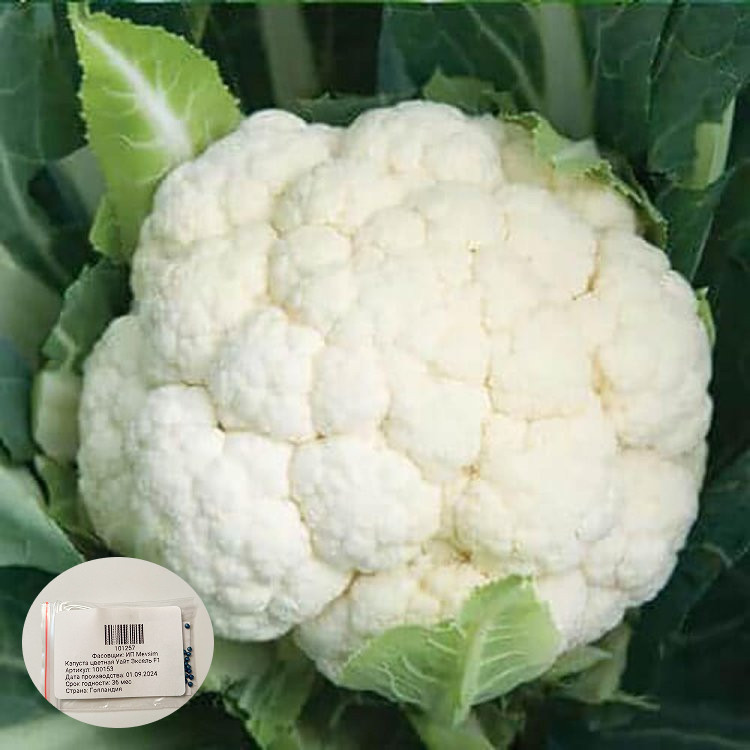 Семена капусты цветной «Уайт Эксель F1»
