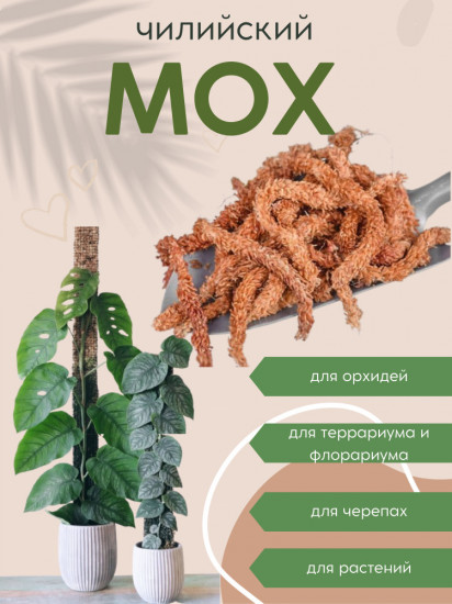 Мох чилийский