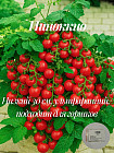 Колекционные семена томата «Пиноккио»