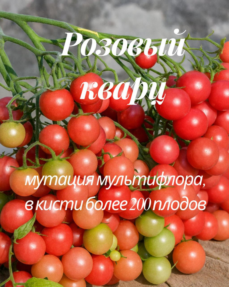 Колекционные семена томата «Розовый кварц»