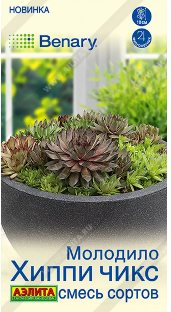 Семена молодила, смесь сортов «Хиппи чикс» | Benary | Аэлита