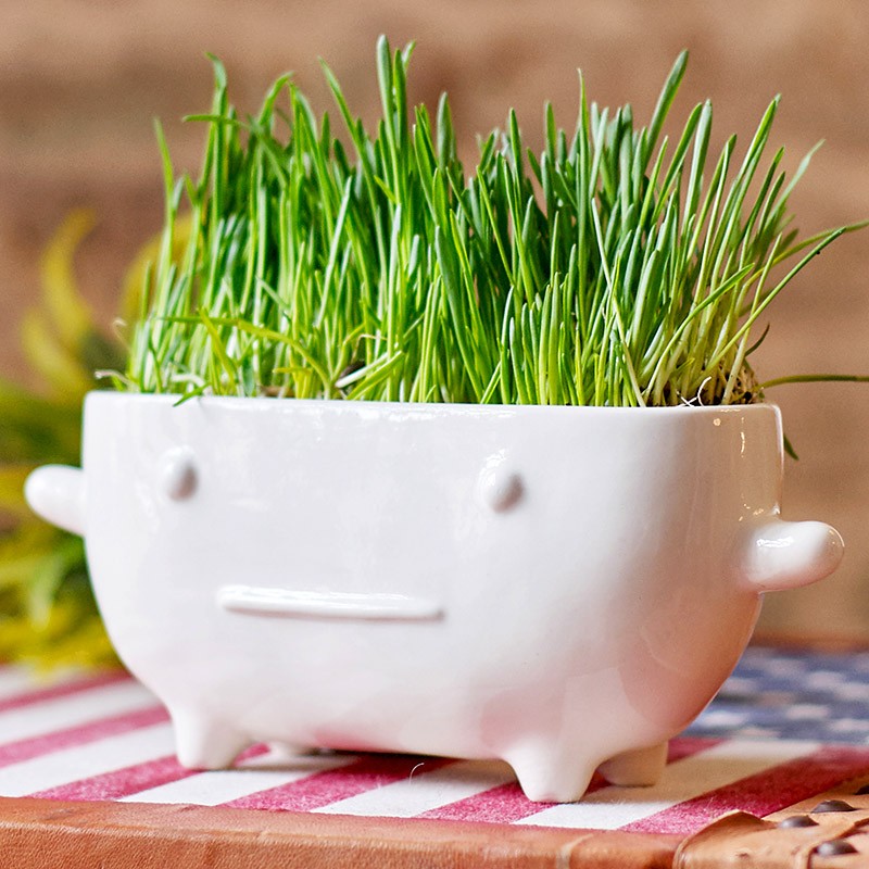 Набор для выращивания «Eco», Буль | Eco | Экочеловеки