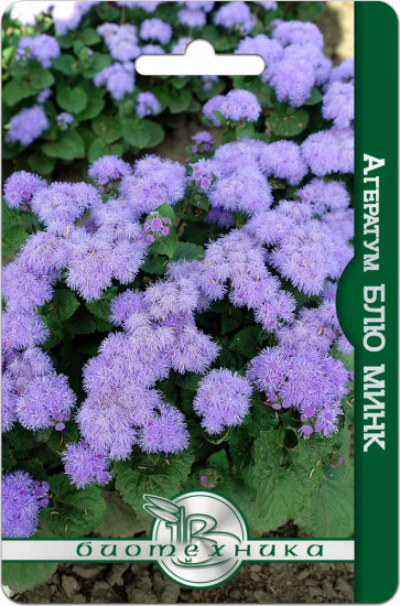 Семена агератума «Блю минк»