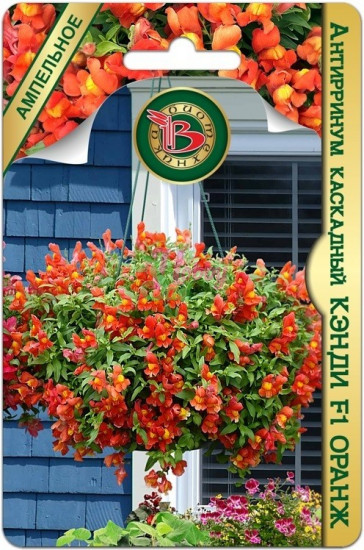 Семена антирринума каскадного «Кэнди F1 Оранж»