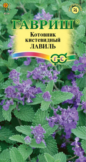 Семена котовника кистевидного «Лавиль»