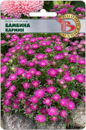 Семена астры китайской «Бамбина Кармин»