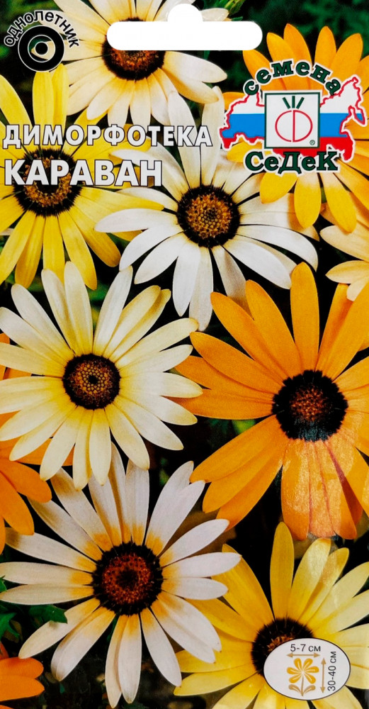 Семена диморфотеки «Караван» | СеДеК