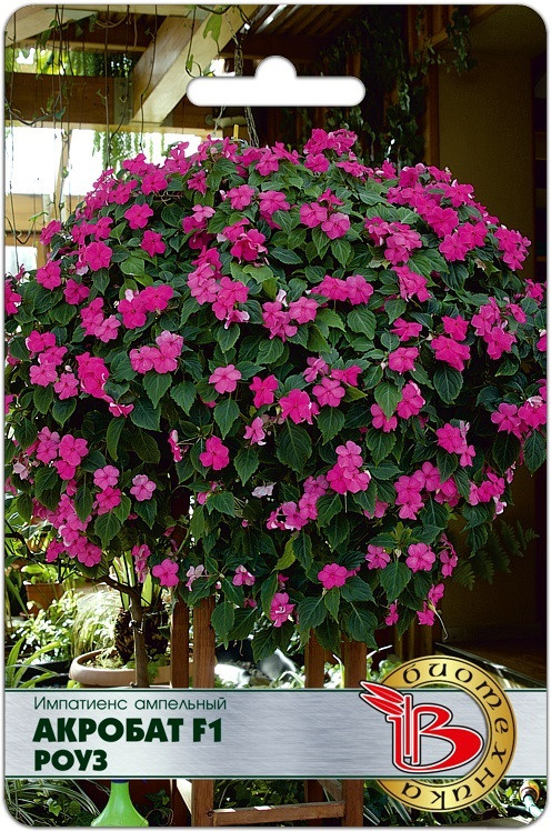 Семена импатиенса ампельного «Акробат F1 Роуз» | Биотехника