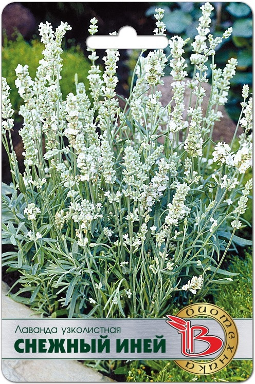 Семена лаванды узколистной «Снежный Иней» | Биотехника