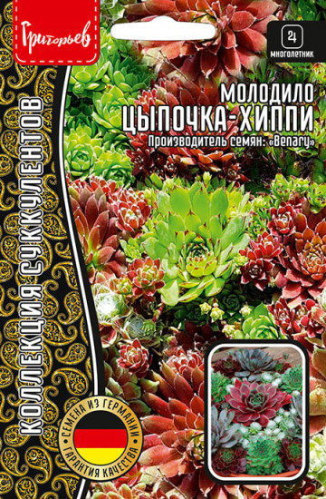 Семена молодило «Цыпочка-Хиппи, смесь»