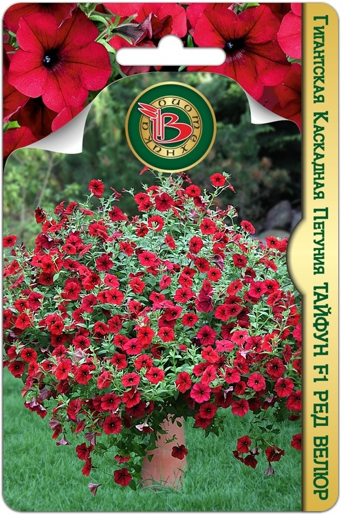 Семена петунии гигантской каскадной «Тайфун F1 Ред Велюр» | Биотехника