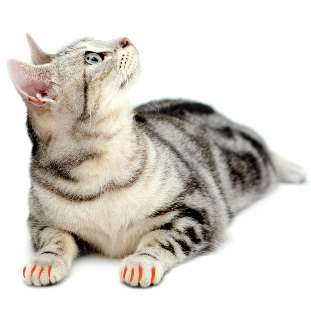 Накладные когти S оранжевые, 20 шт | Пижон