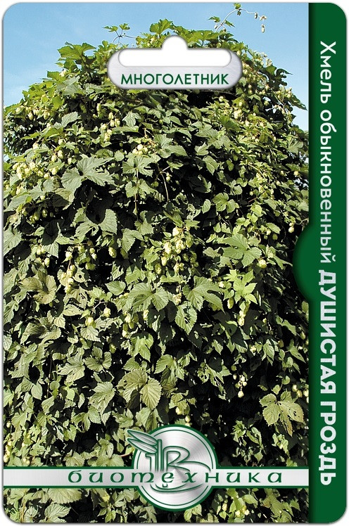 Семена хмеля «Душистая гроздь» | Биотехника