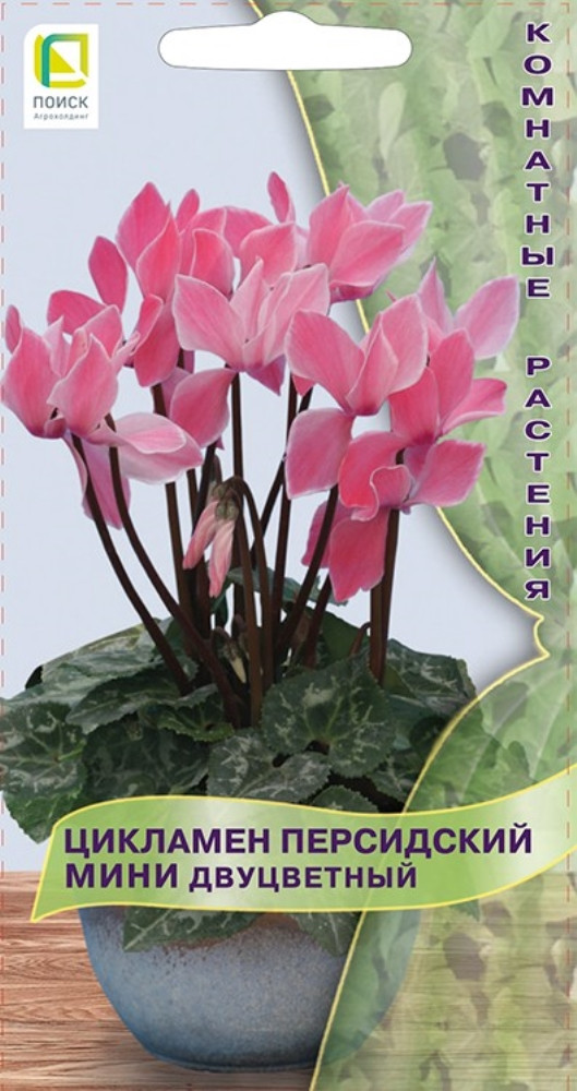 Семена цикламена персидского «Мини Двуцветный» | Поиск