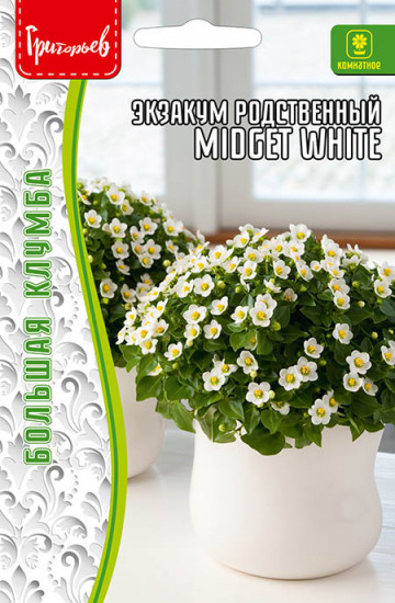Семена экзакума родственного «Midget White»