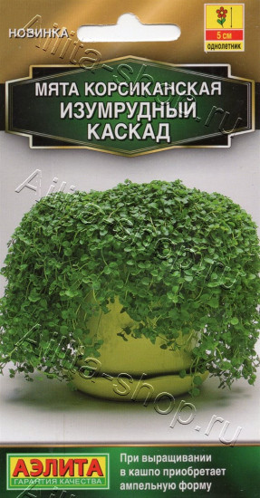 Семена мяты корсиканской «Изумрудный каскад»