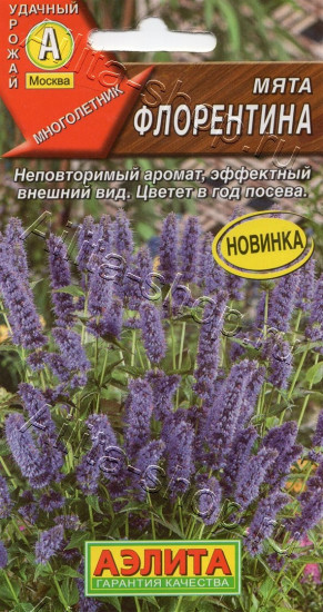 Семена мяты «Флорентина»