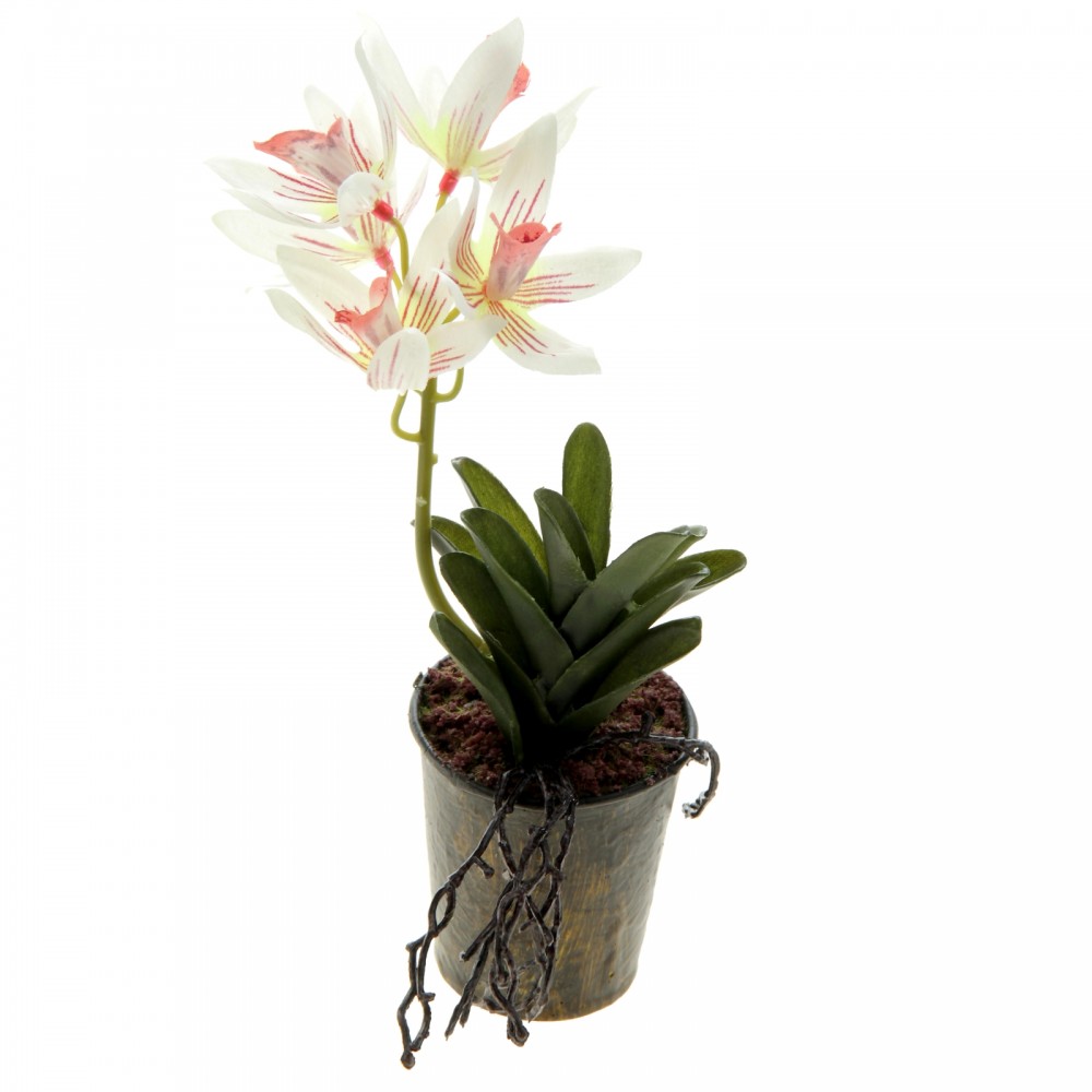 Композиция в горшке «Орхидея Доритис»