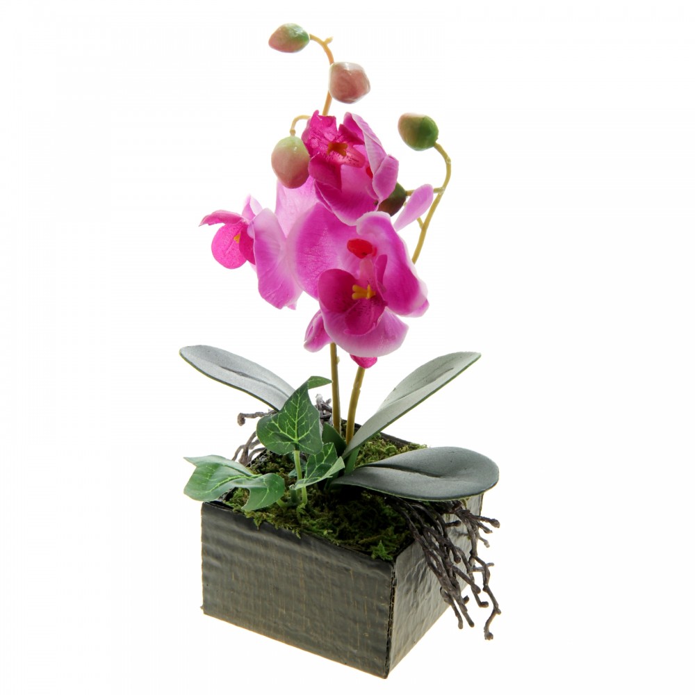 Композиция в горшке «Орхидея Фаленопсис»