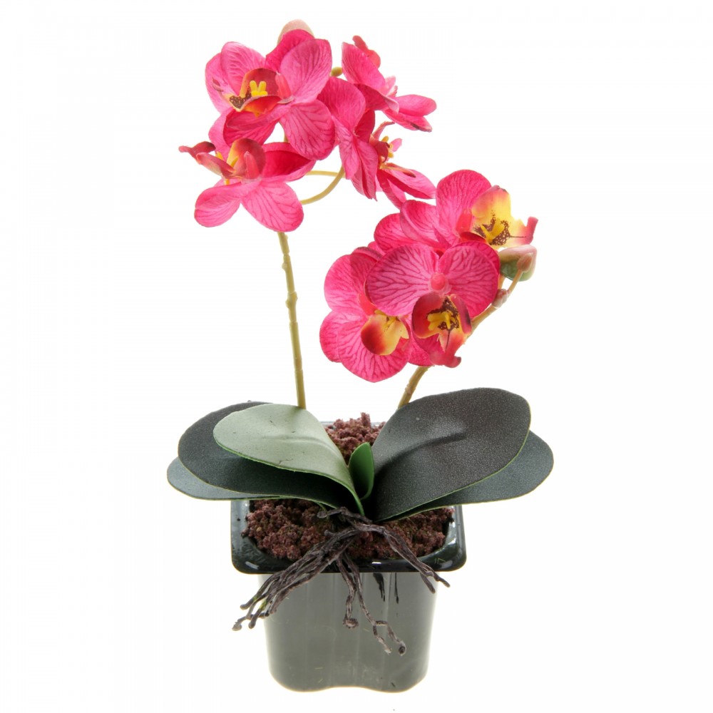 Композиция в горшке «Розовая орхидея Фаленопсис»