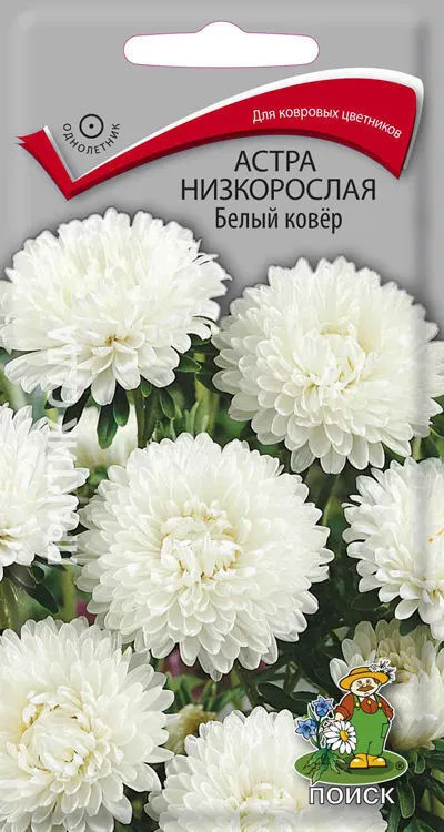 Астра низкорослая «Белый ковер» | Поиск